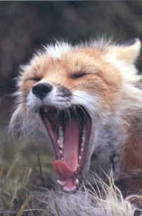 An Awakening: image of yawning red fox