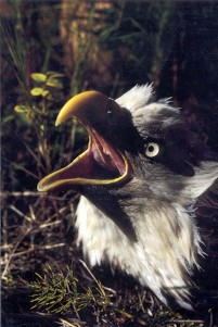 Captive Symbol: image of bald eagle