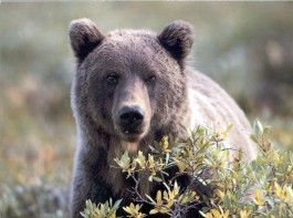 Deception: image of bear