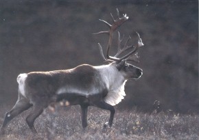 Lone Defender: image of caribou