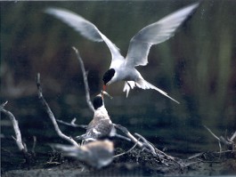 Masters of Immigration: image of Arctic Terns