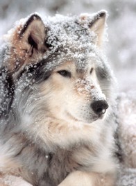 Winter's Treasure: image of wolf